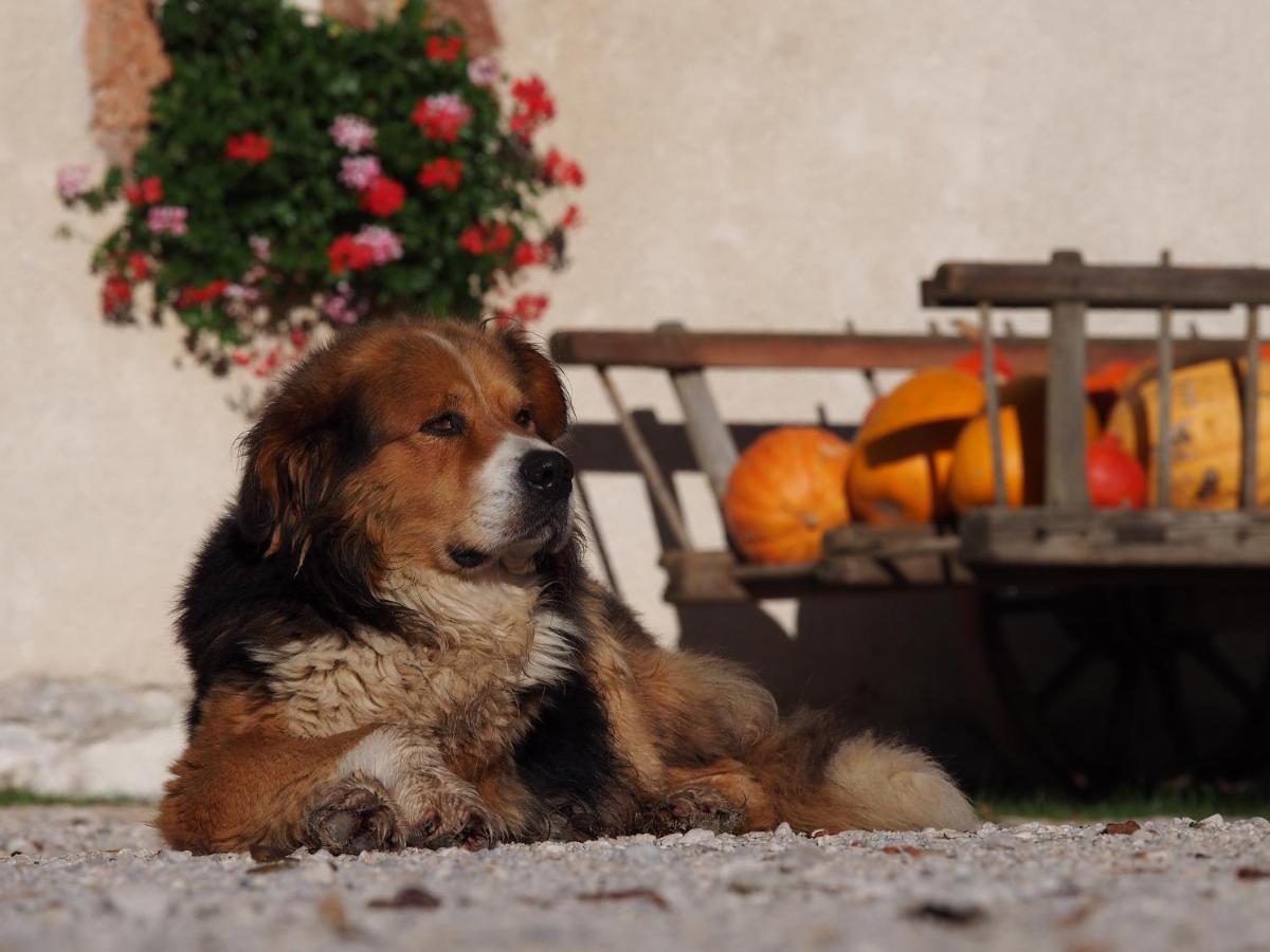 Tourist Farm Senkova Domacija Villa Zgornje Jezersko Luaran gambar