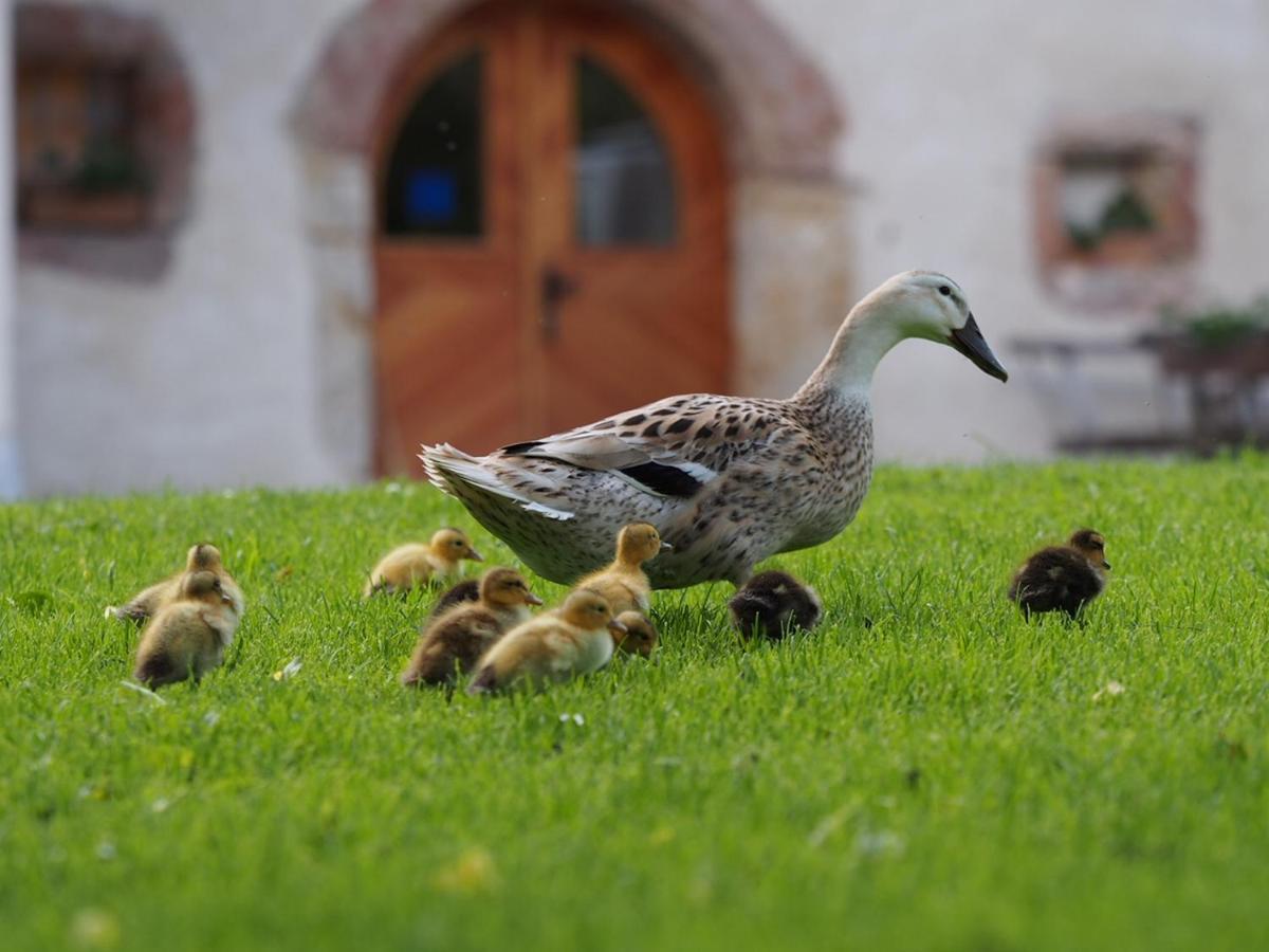 Tourist Farm Senkova Domacija Villa Zgornje Jezersko Luaran gambar